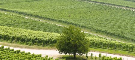 Viticulteurs intérêts liquidation H& A Location Ydès avocats