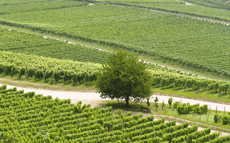 ydès accompagnement viticole